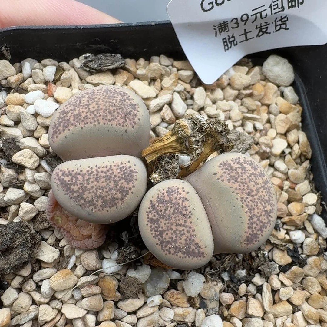 626哈哈哈哈哈哈哈哈