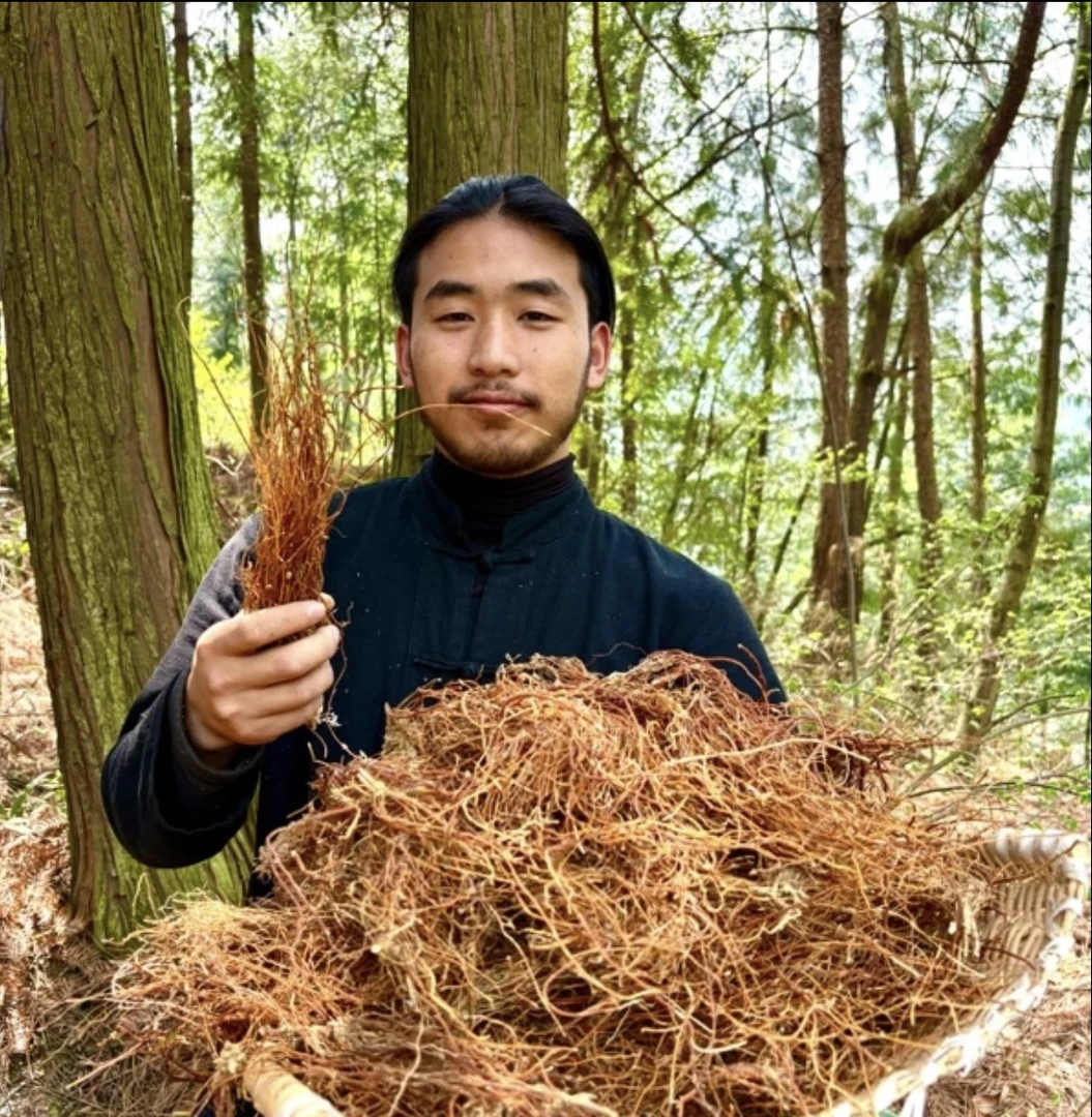 【H 小林粉丝专属】贵州深山滇龙胆草龙胆根干货新货精选苦胆草