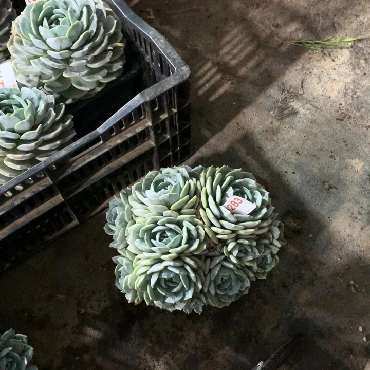 283 满28包邮脱土发货