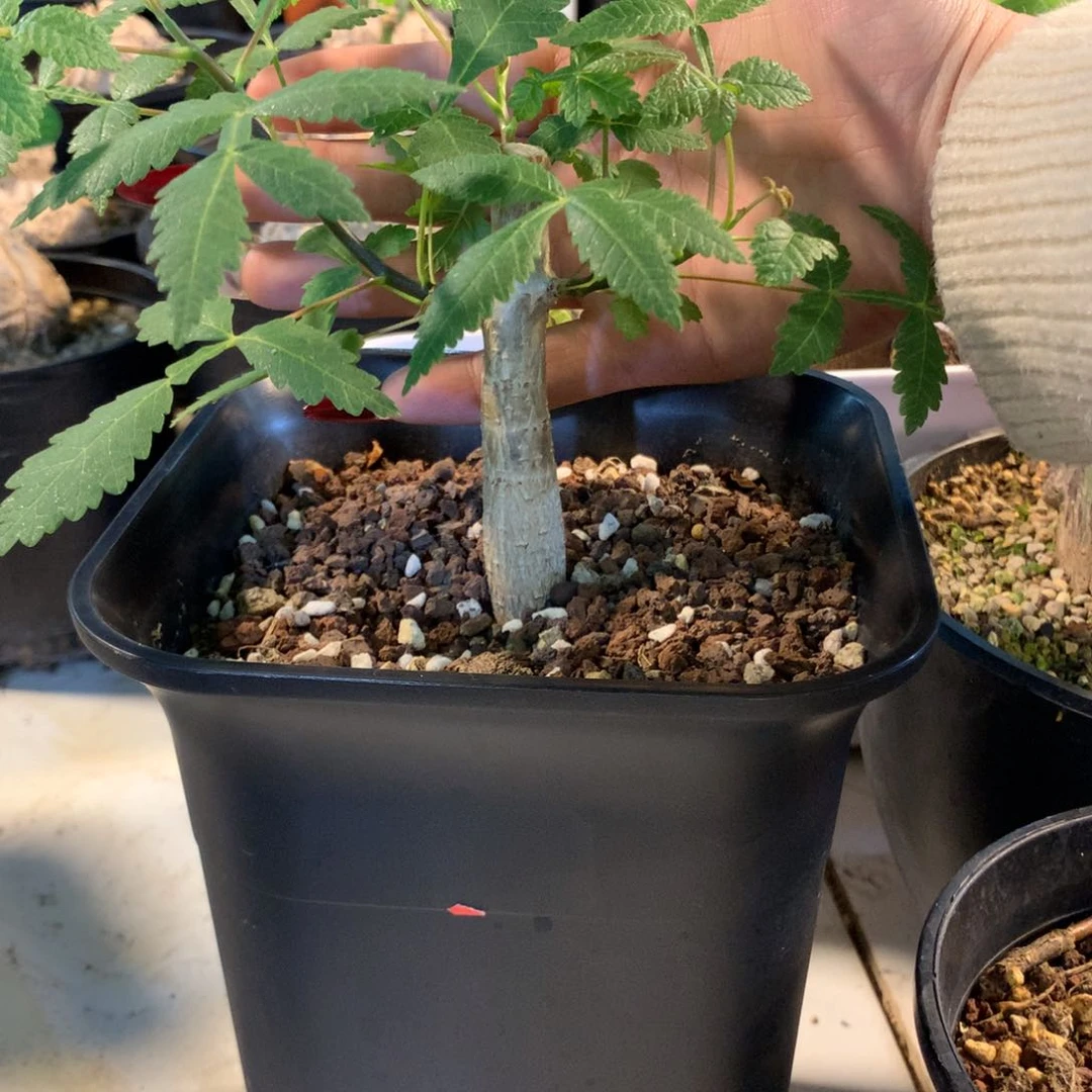 双色裂榄实生中苗