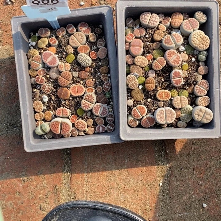 ୧***又生石花等植物的生长866
