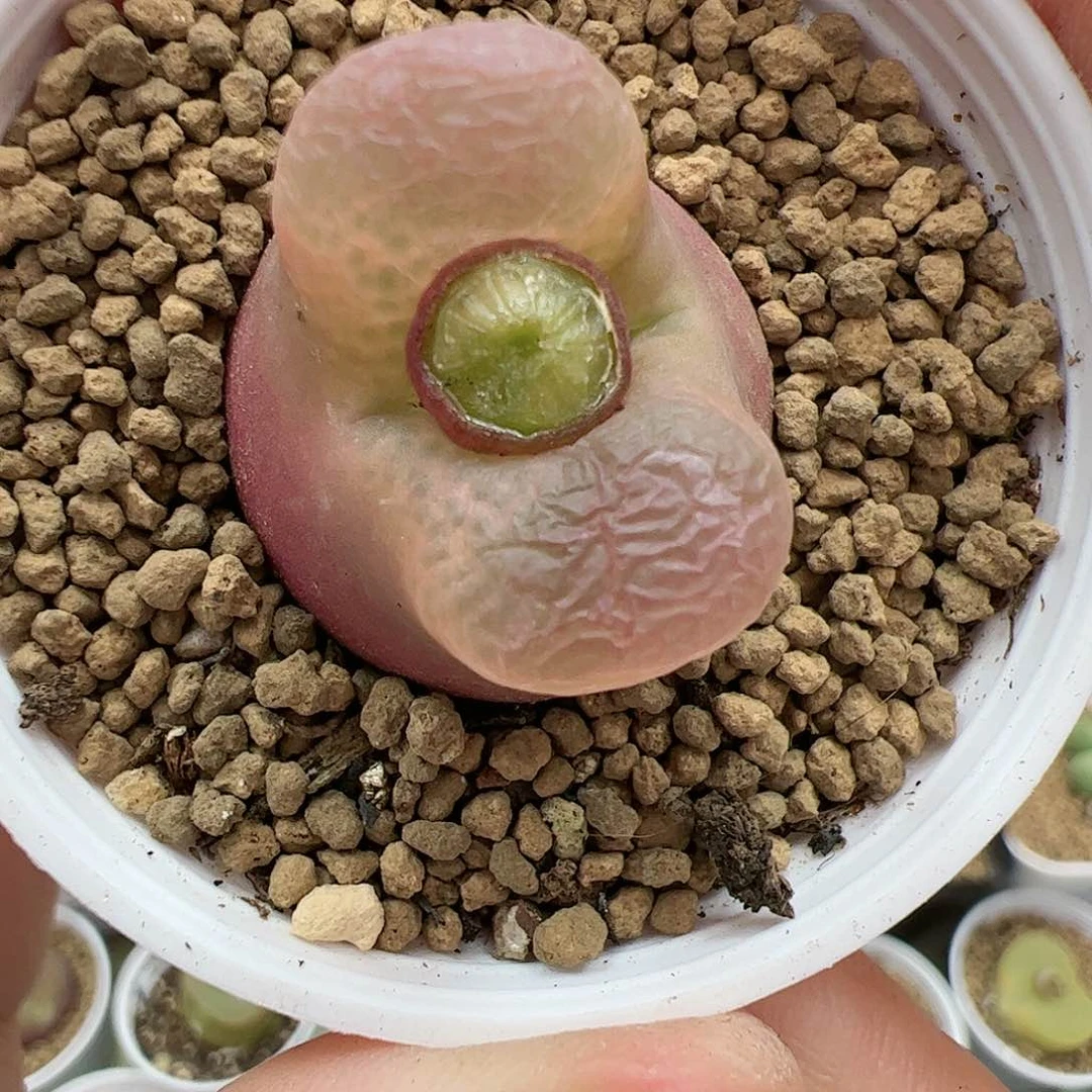 【闪购商品】23 带盆