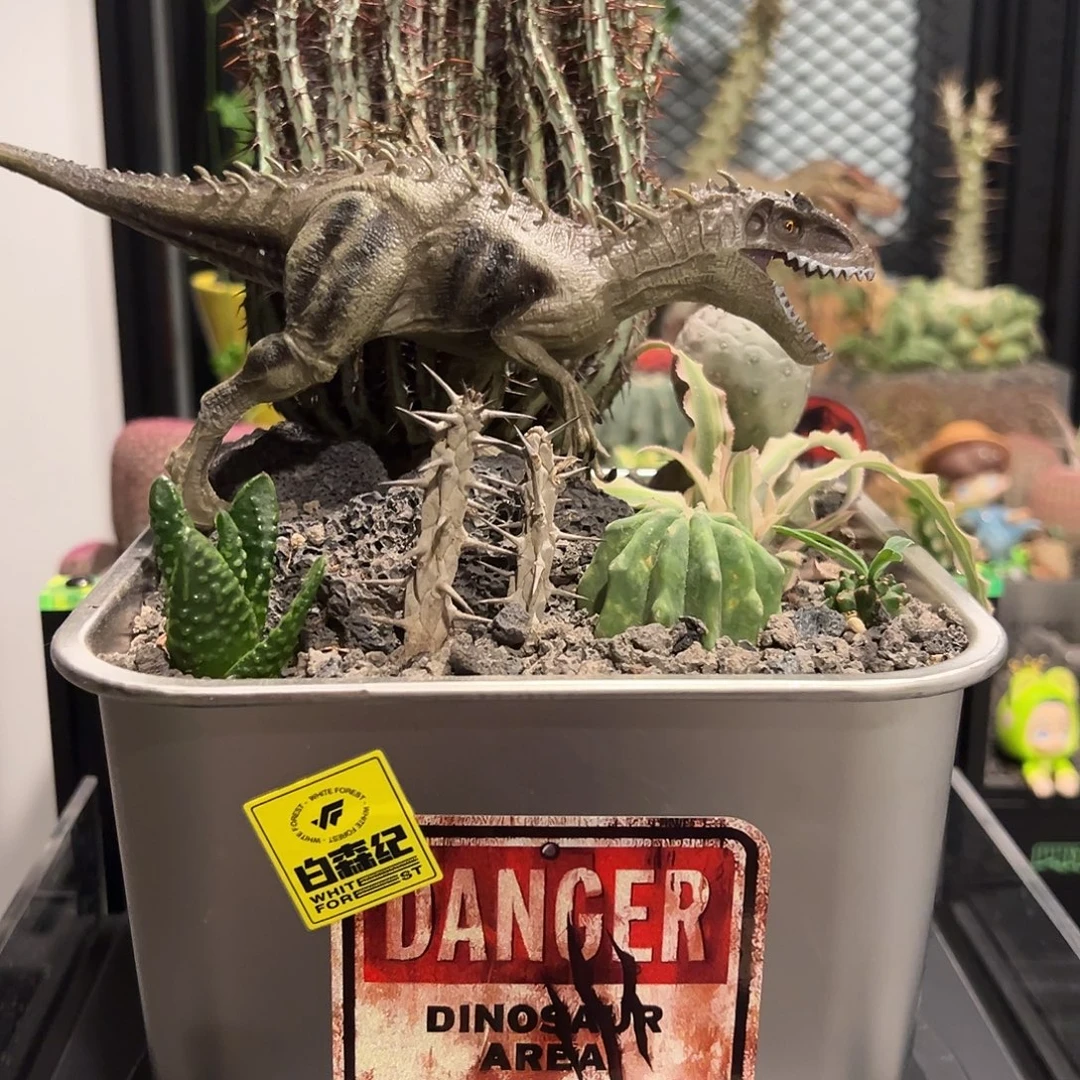 福利款带盆土发货