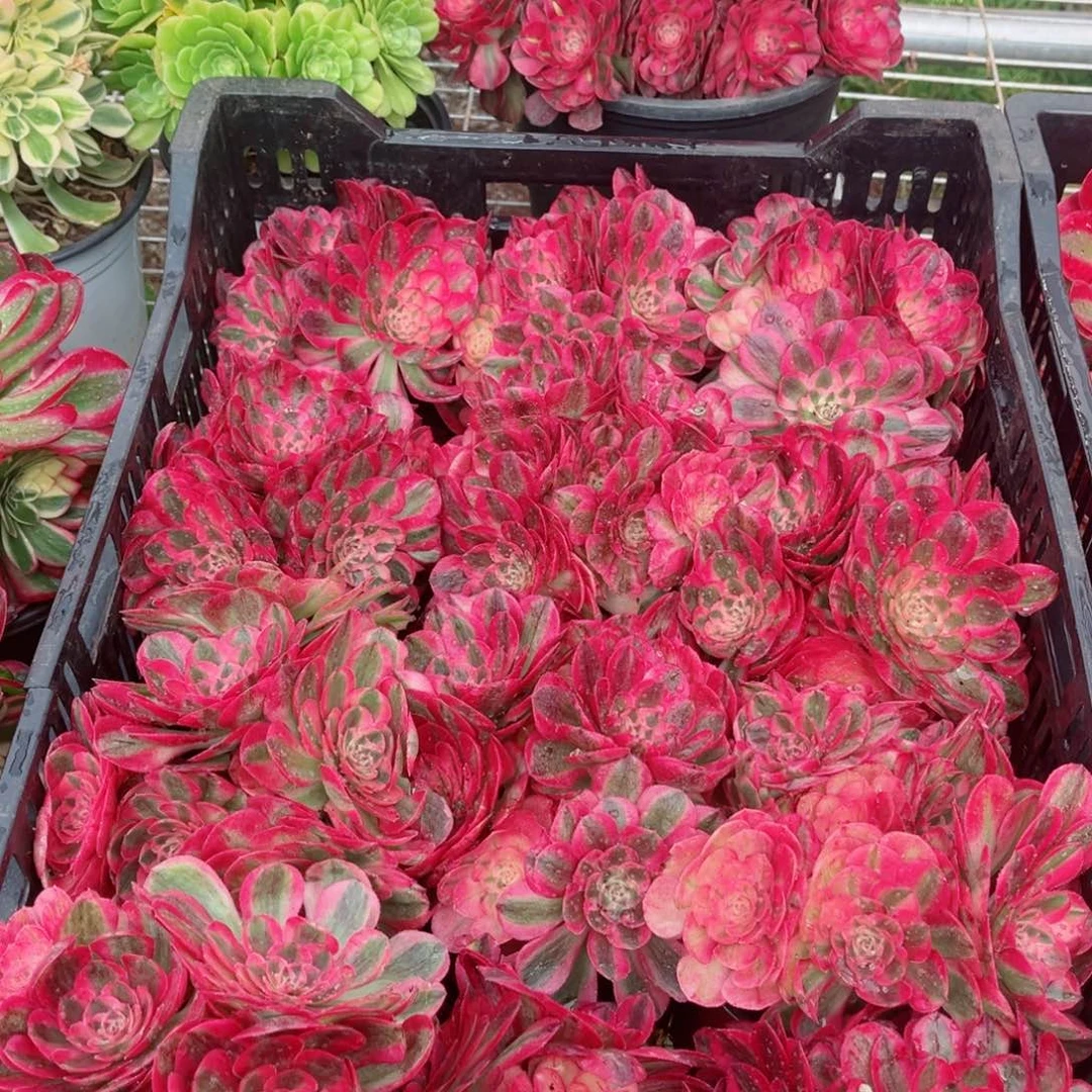小号荔枝量拍多肉法师