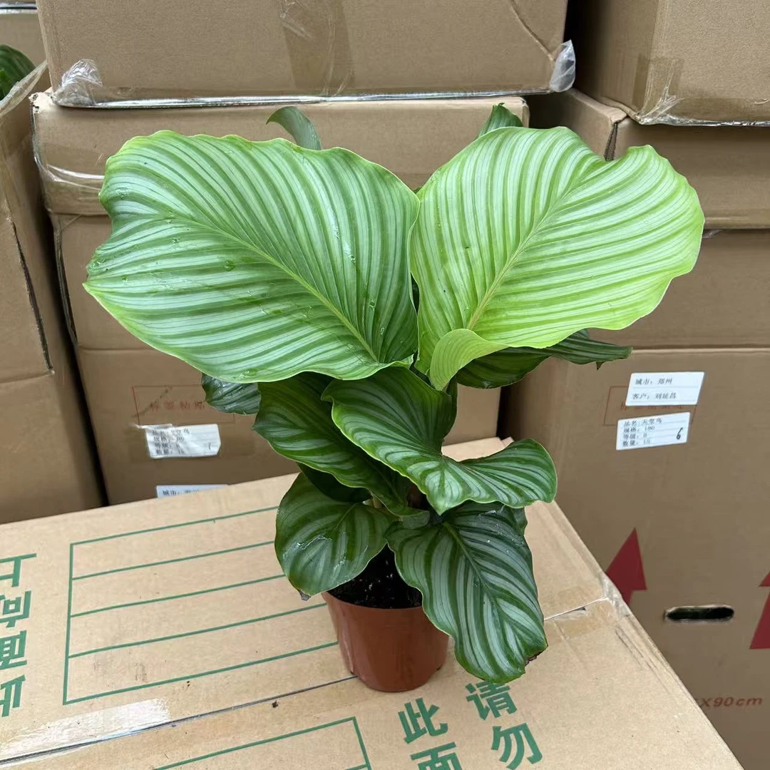 160苹果竹芋盆栽
