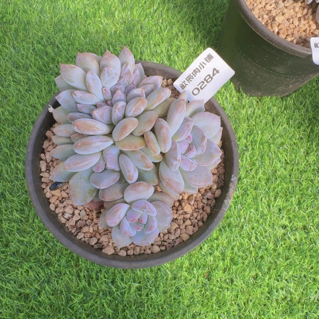多肉植物石榴籽缀0284