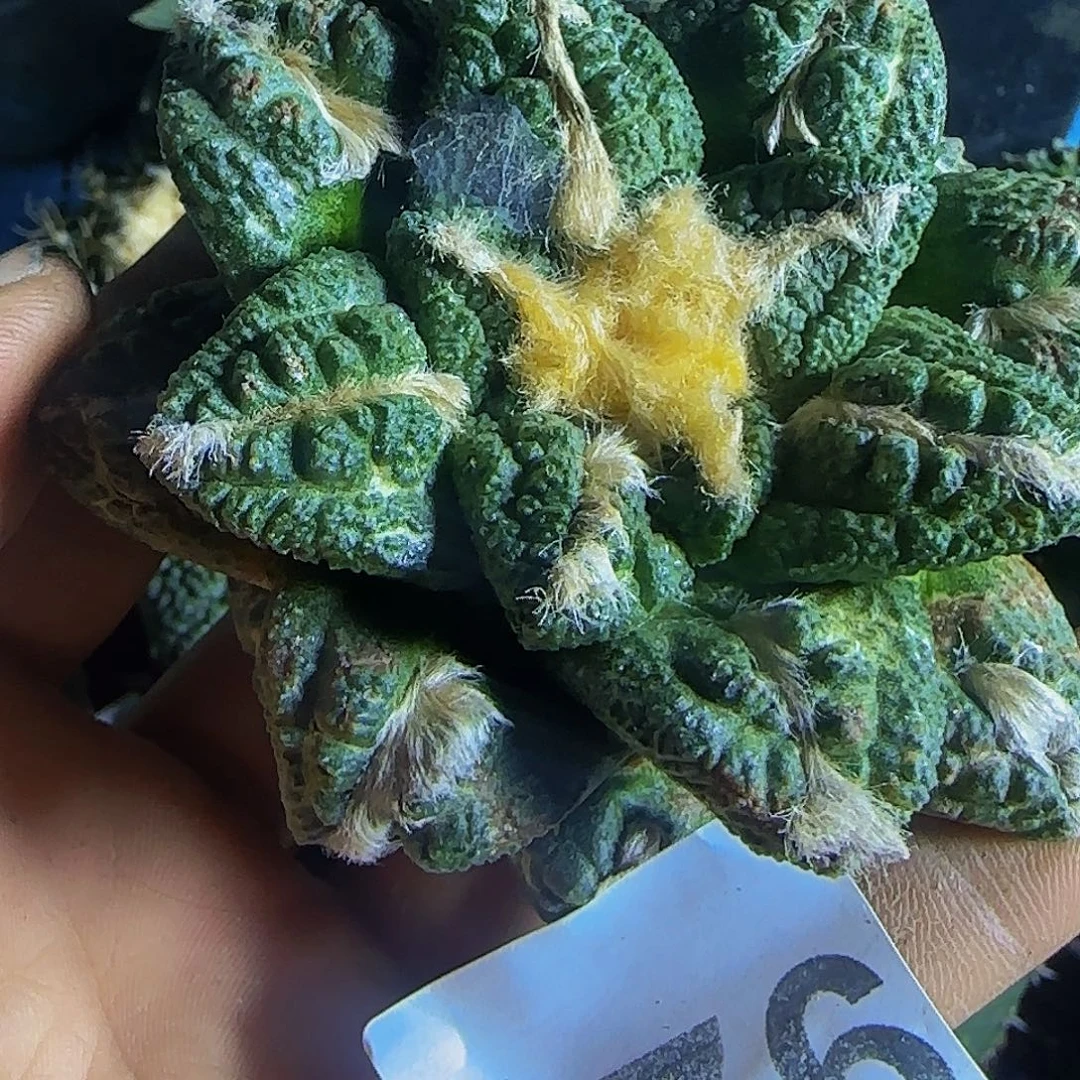 潇***潇志贺龟甲926仙人球开花