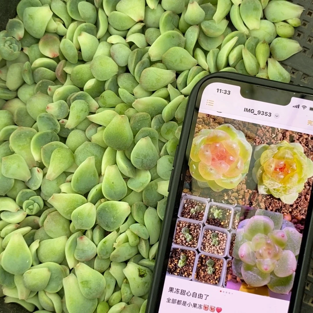 纯叶片甜心t0叶片一个