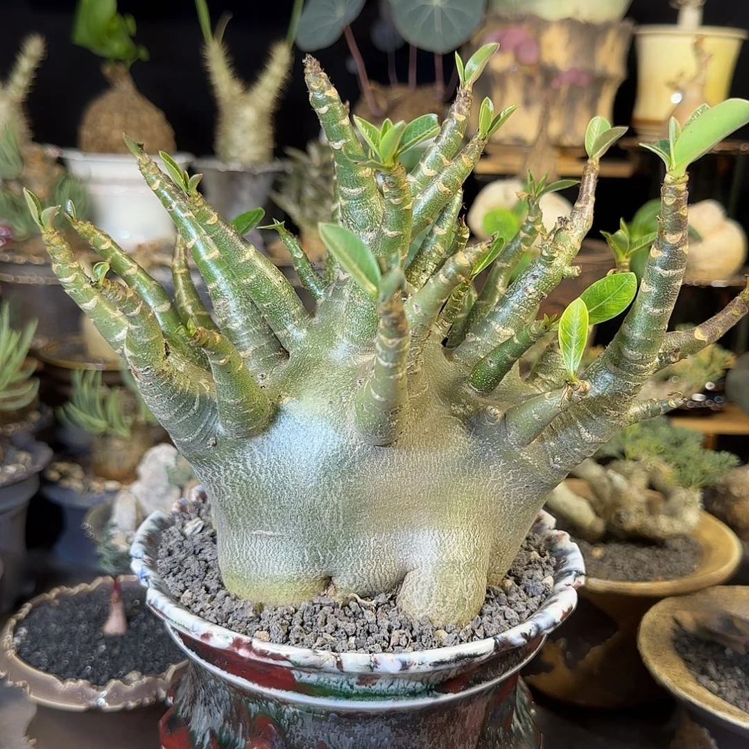 一物一拍哥斯拉沙漠玫瑰580