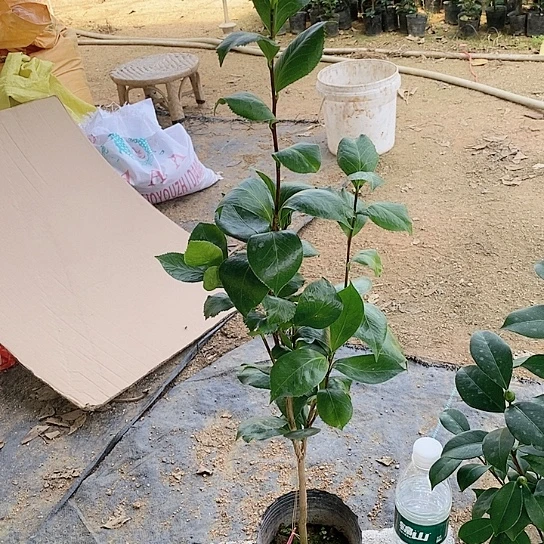 完全开放茶花玉盘金花