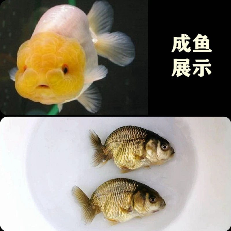 【高级奢华】高货金鱼苗保21尾2-5厘米 超顶颜色随机混搭不指定