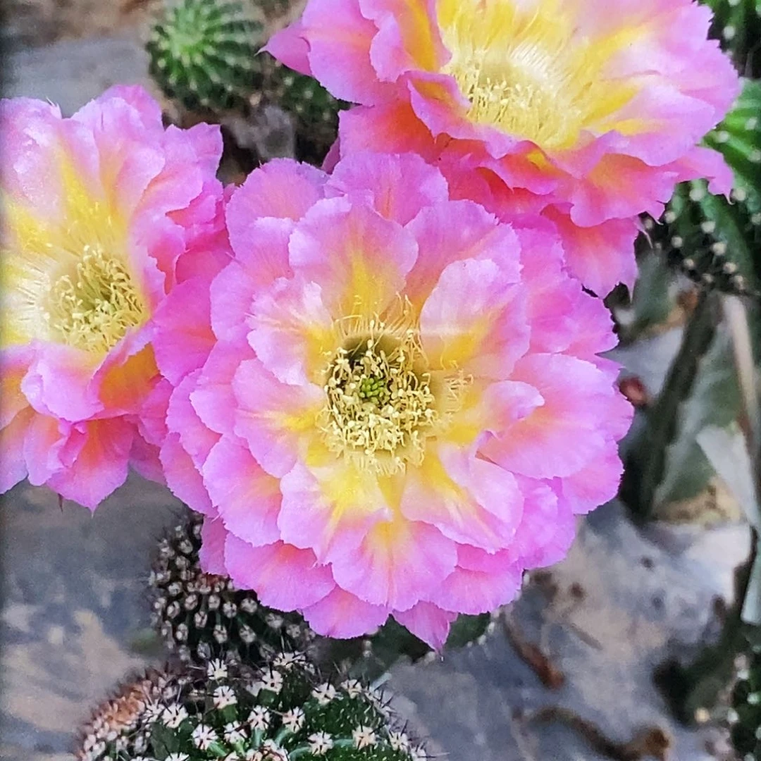 彩 萤火虫侧芽歪20包邮/5公分