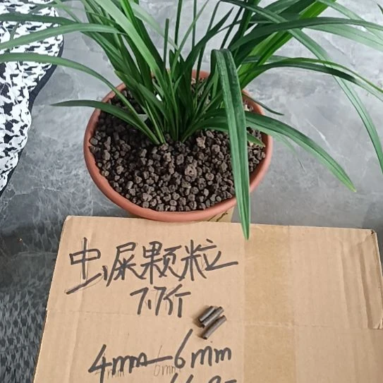 安***大兰菌颗粒虫屎7.7斤