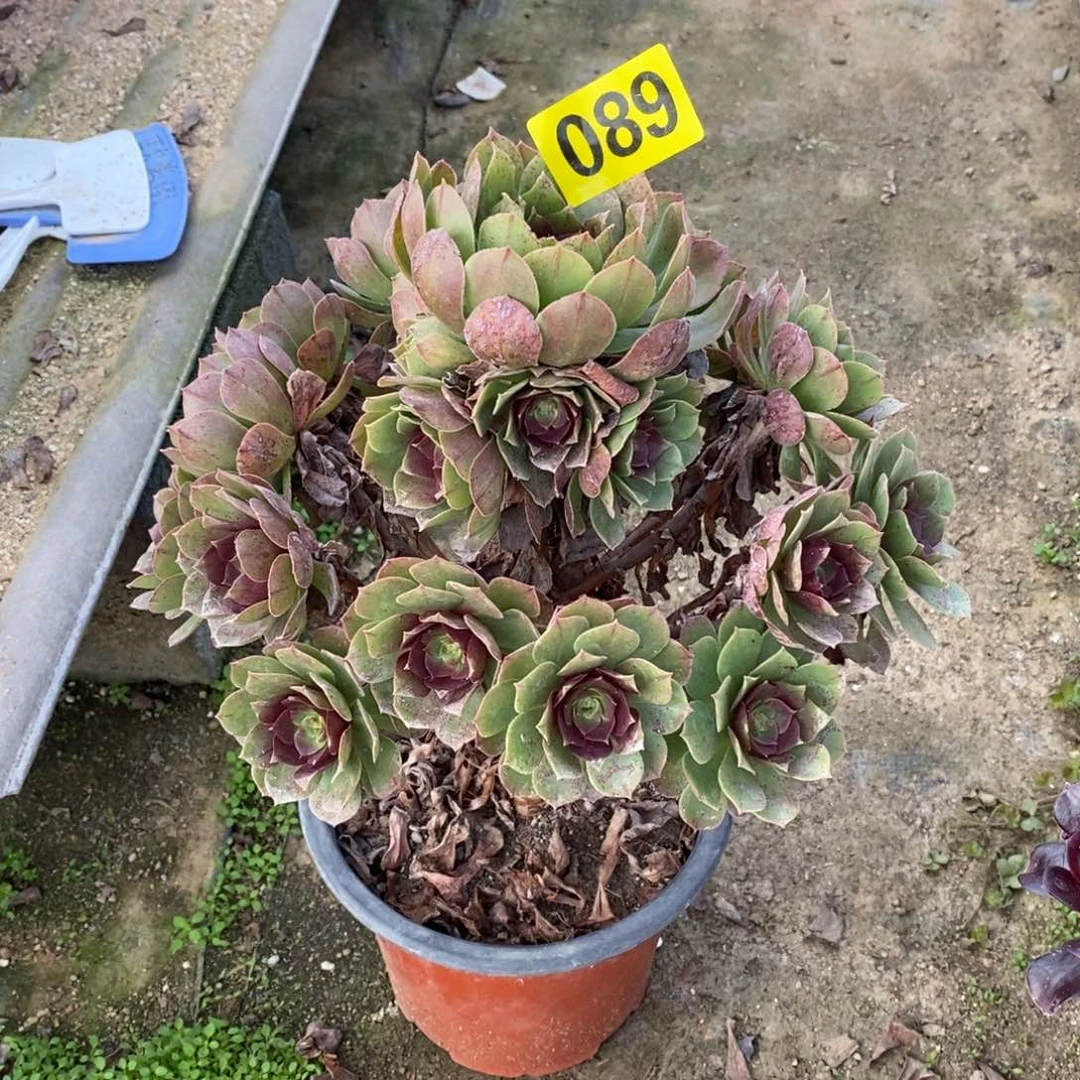 万圣节多肉法师089