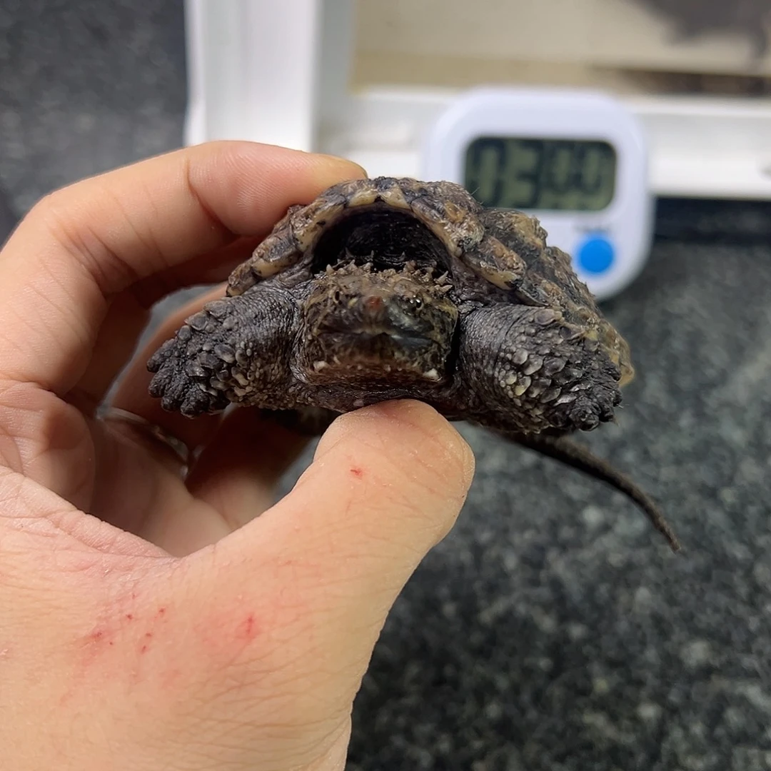 绿毛龟不分公母11111111