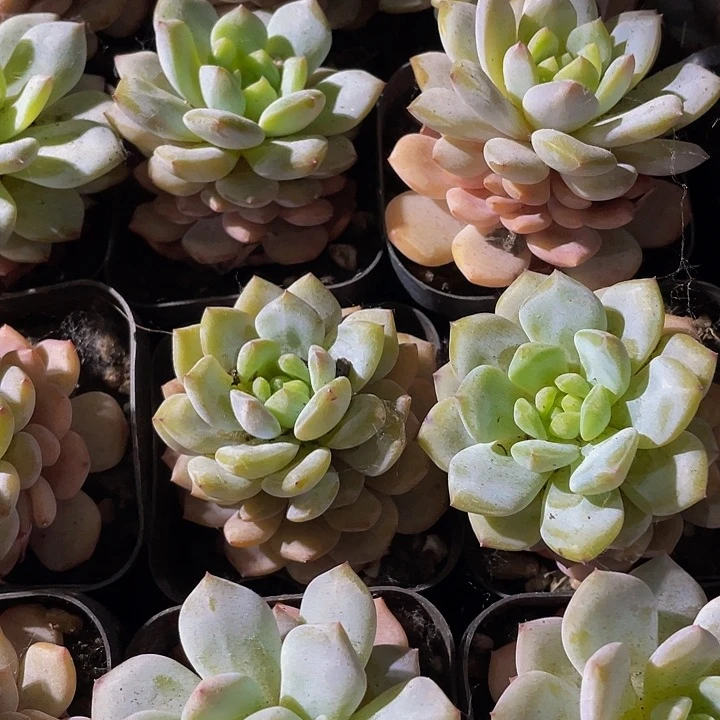 玉芙蓉1.8带盆土发