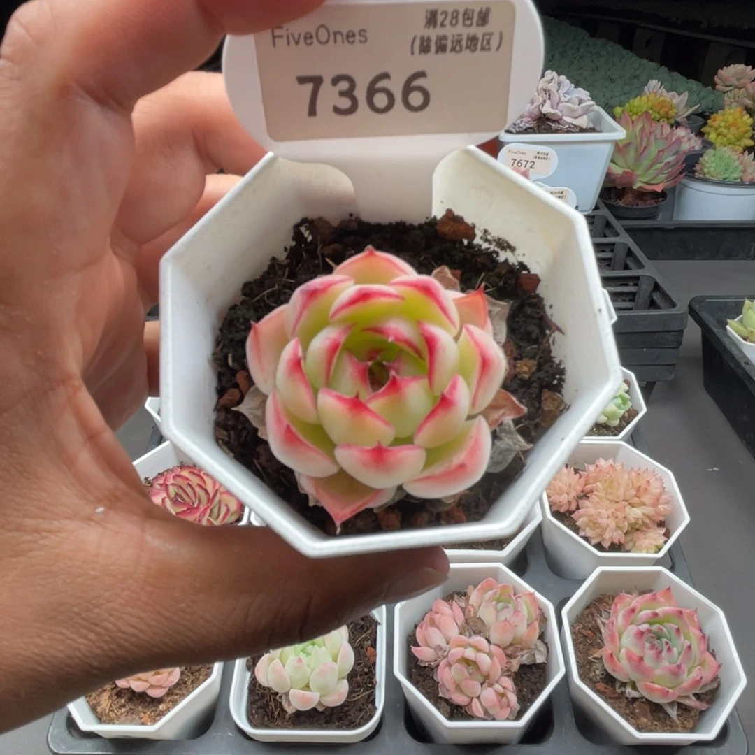 7366勾魂仙子4.5厘米
