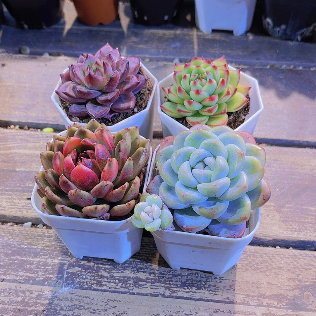 如图四盆11111111