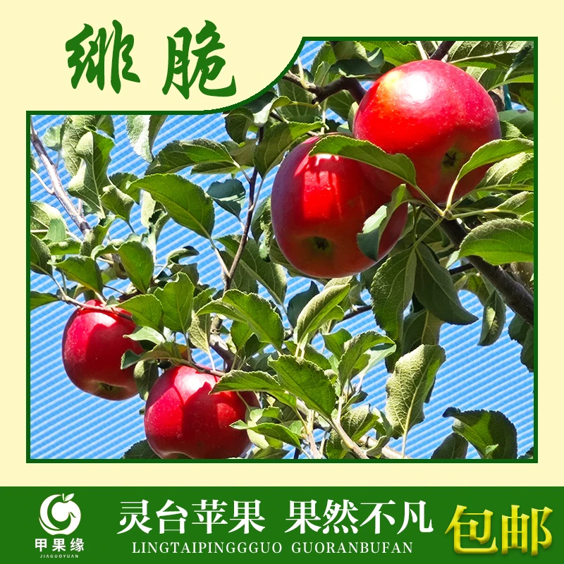 灵台特产绯脆苹果