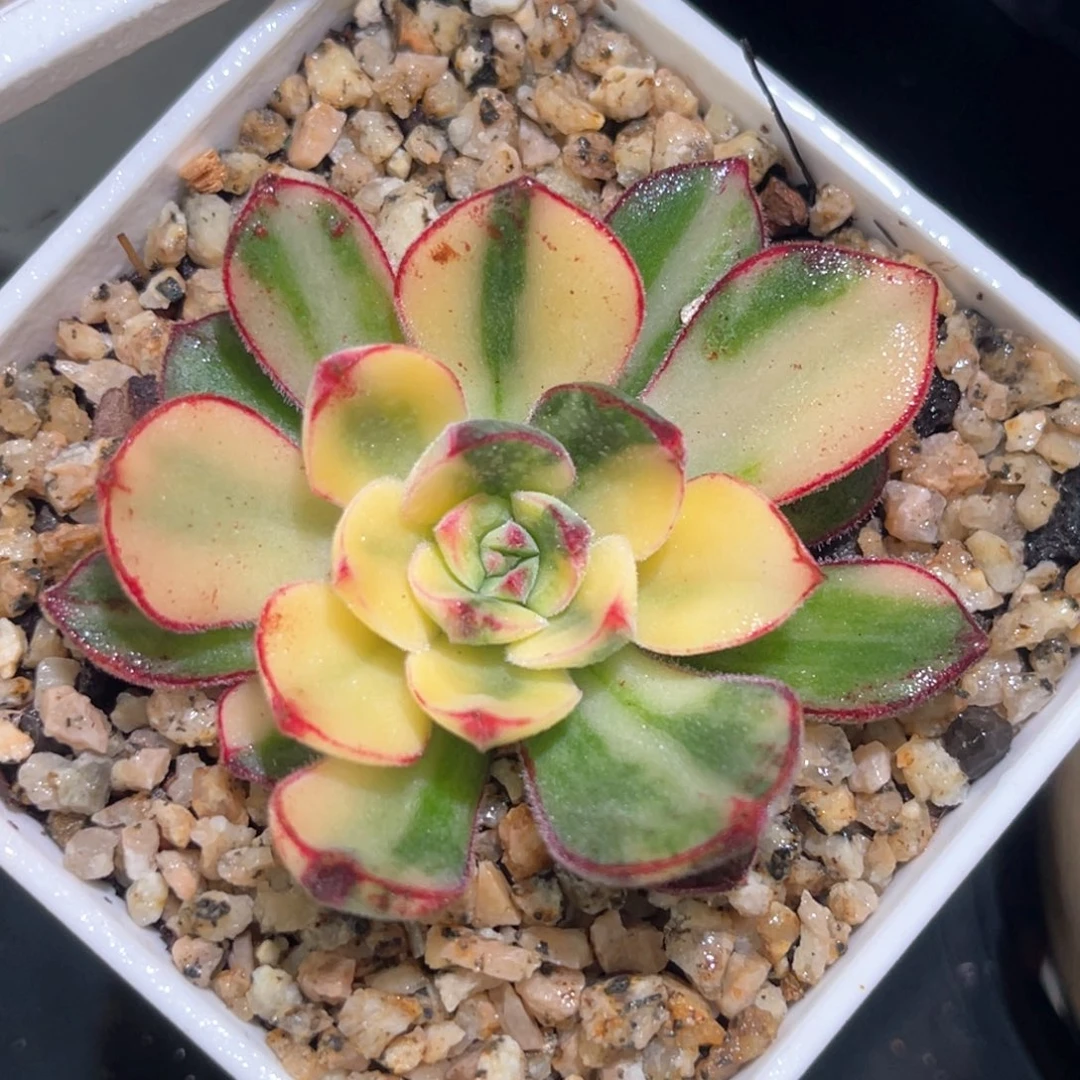 多肉特价丹尼尔锦