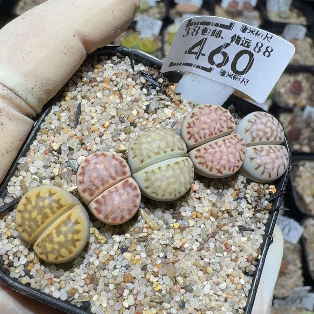 zzzzz精品生石花460