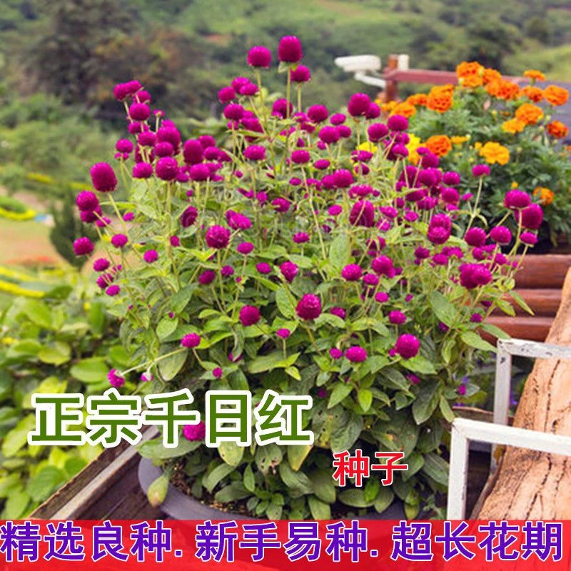 四季热卖千日红种子新易活四季开花室内盆栽千日紫花籽种孑室外花