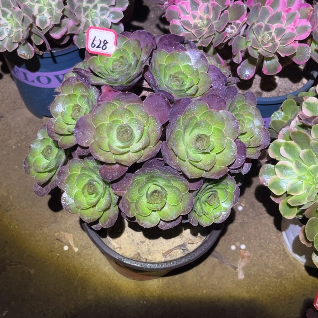 628多肉植物魅金玫瑰