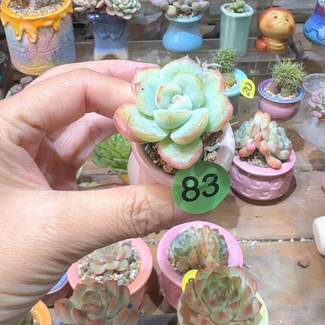 83 多肉含盆土30元包邮➗偏远