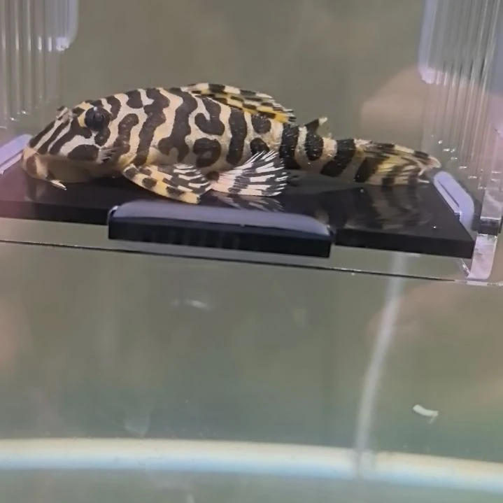 清道夫16 号，黄金斑马 1 条，6.7cm 包邮包路损偏远除外