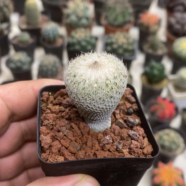 实生月世界特价福利