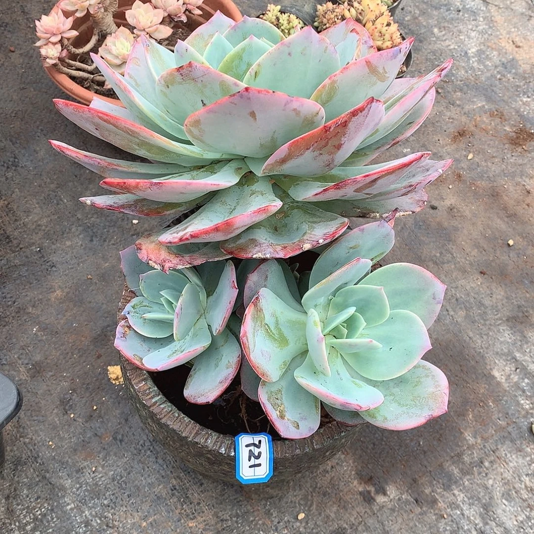 721凤 一物一拍多肉