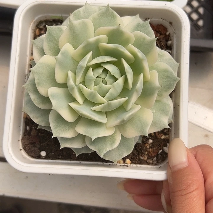 露娜莲锦多肉植物