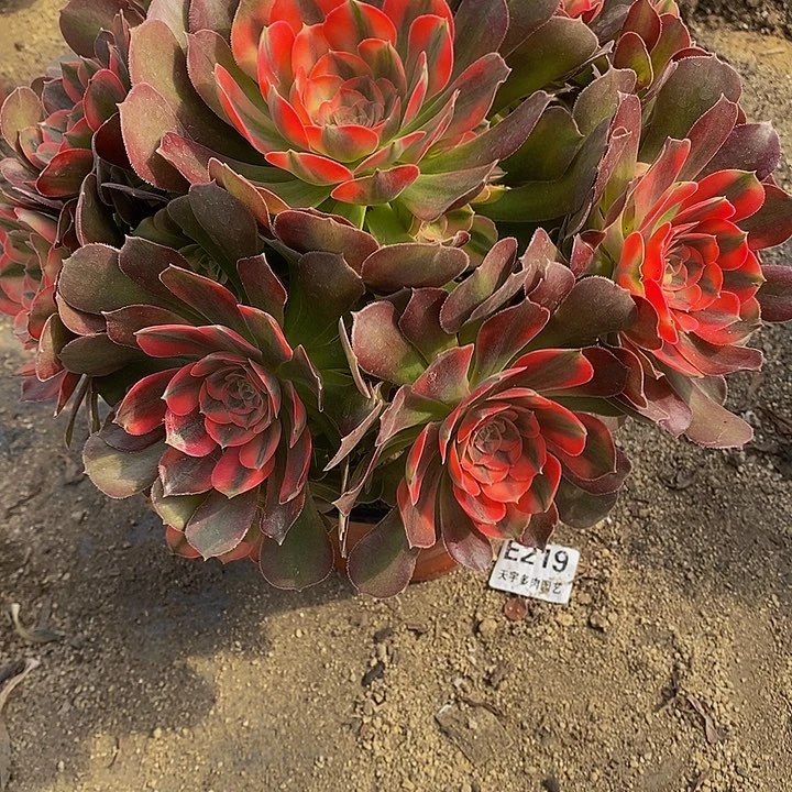 多肉雅典娜446多肉