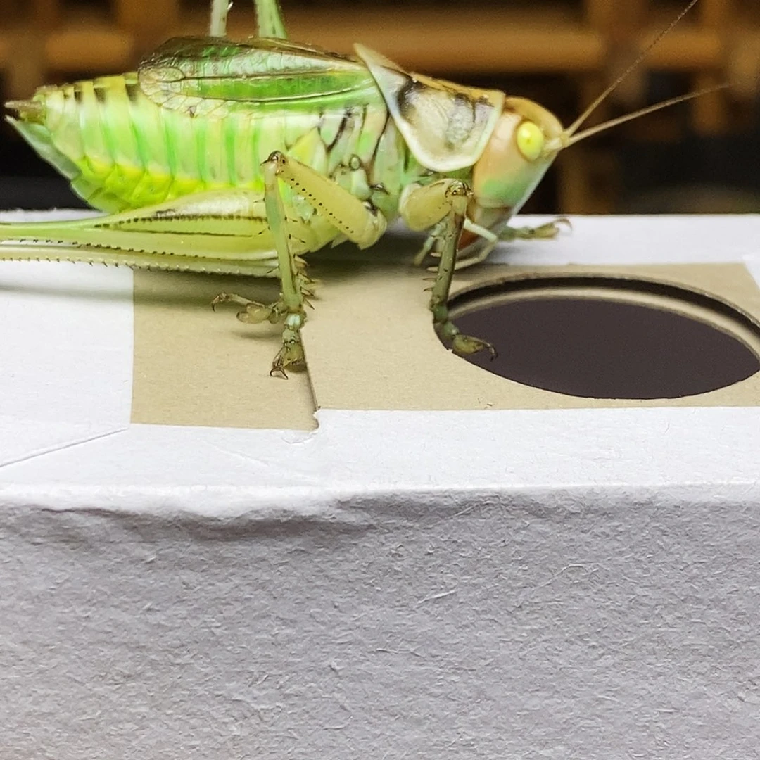 黄金甲玉眼蝈蝈哈哈哈哈