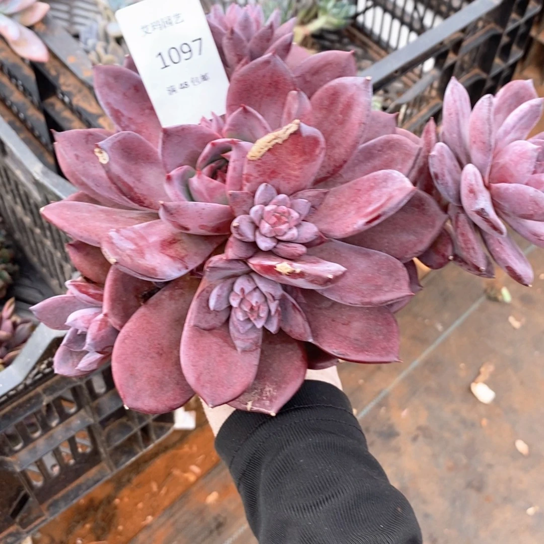 友***烧红糖卡群生多肉多肉097