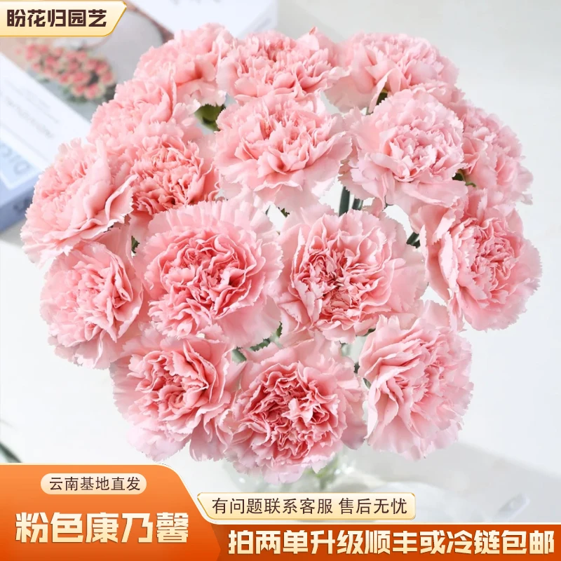 【粉色康乃馨】云南鲜切基地直发（拍两单升级顺丰或冷链包邮）