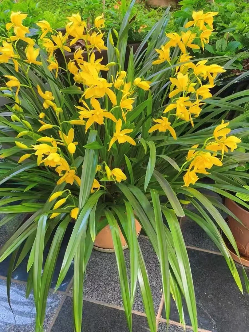 浓香型【黄金小神童 】 大花蕙兰 兰花 年宵花 云南惠兰基地直发