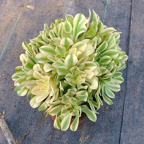 170艳日伞多肉植物