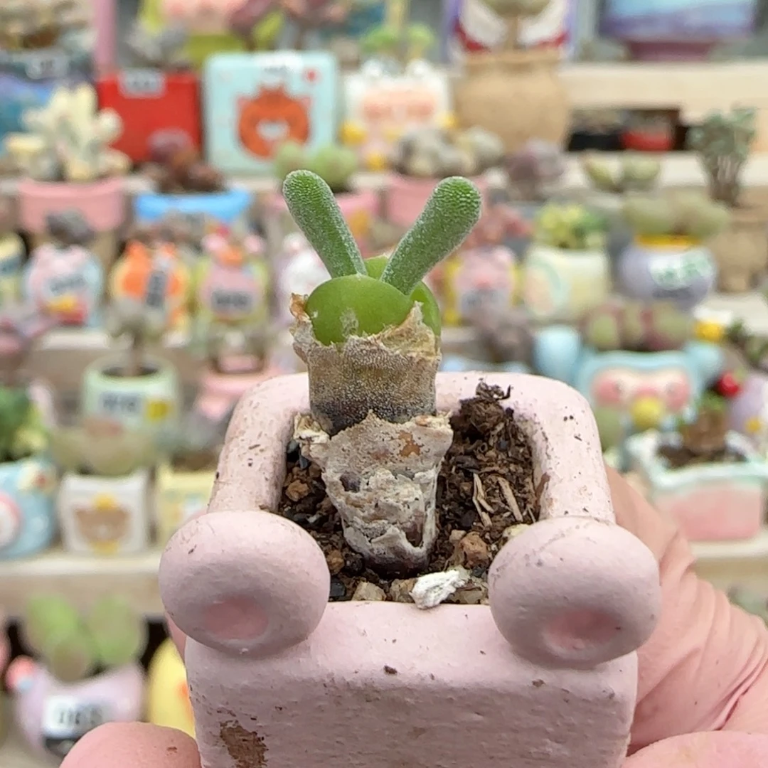 米***！可爱兔子 盆口1.5cm