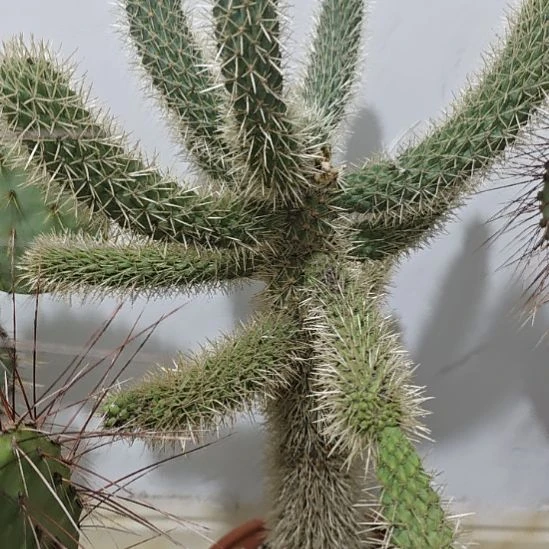 美版泰迪熊仙人掌，一颗侧芽