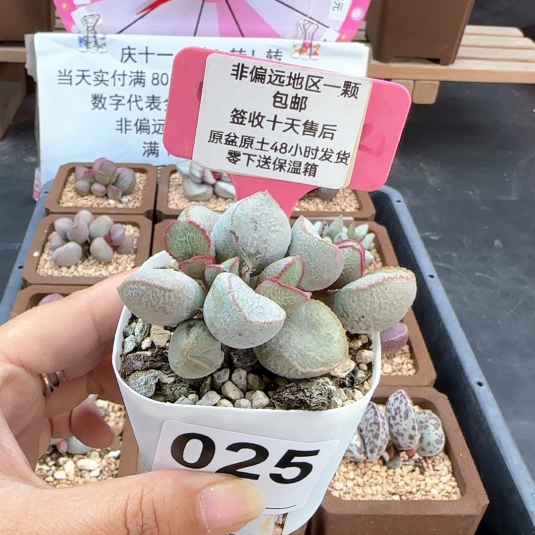 025粉雪蛋多肉植物微瑕