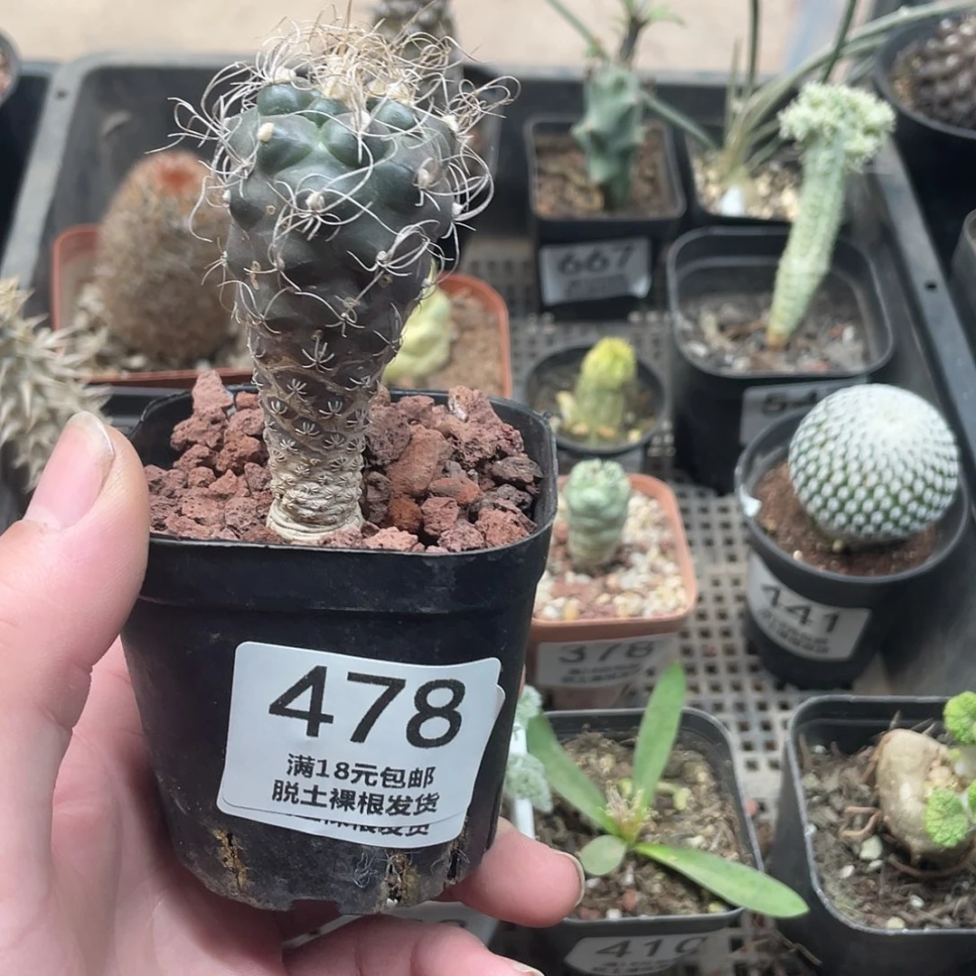 草刺娇丽（满18包邮）脱土裸根