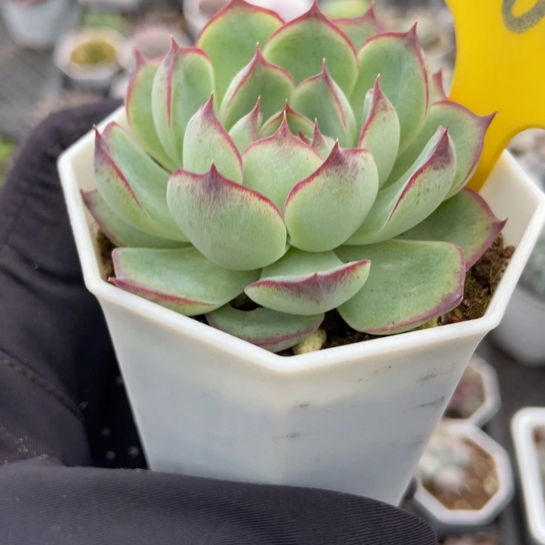 860勾魂仙子多肉植物