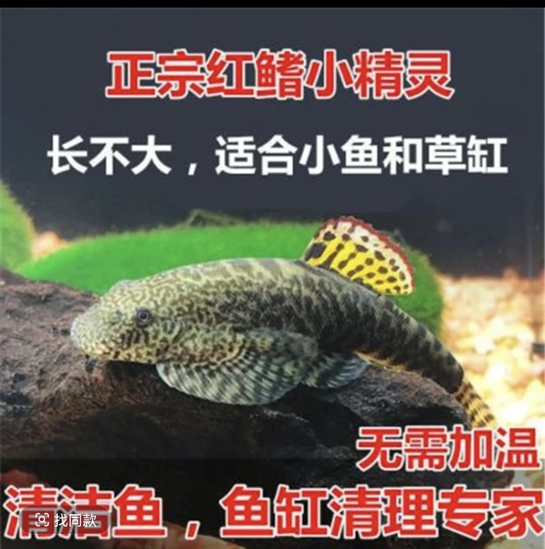 红鳍小精灵 冷水清洁鱼 清道夫 工具鱼 擦玻璃吃垃圾清洁鱼缸好养