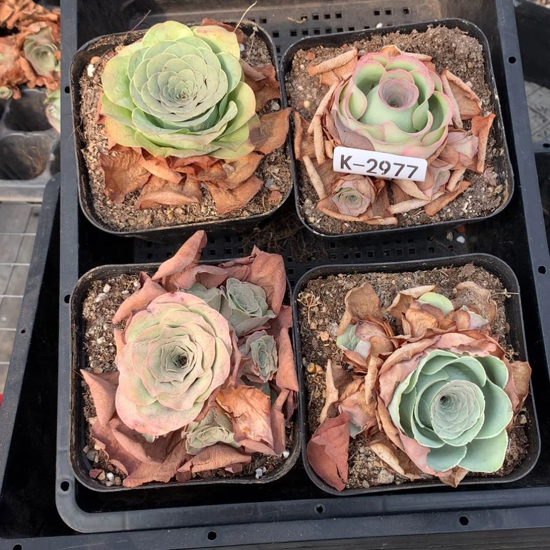 2977 福利干瘪状态会掉侧芽