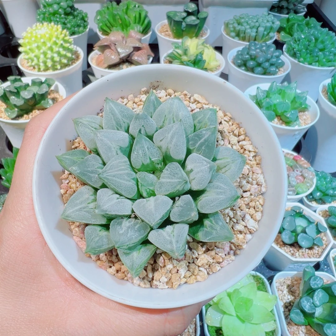 福利、爱心寿多肉888999