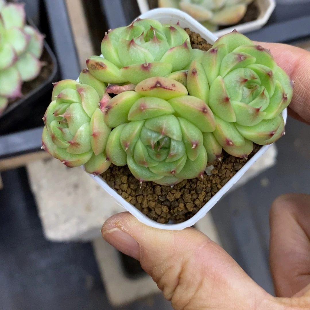精品多肉一物一拍不包整207