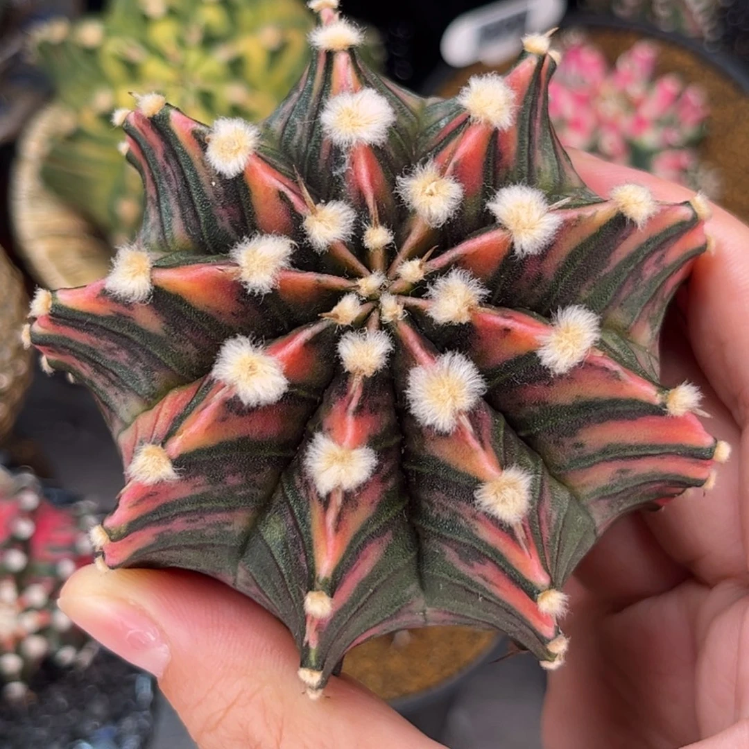 高绒暗黑肋骨锦 米哈仙人球