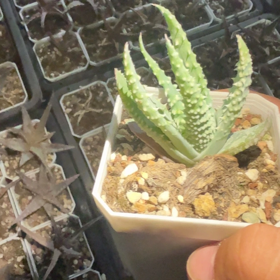 多肉植物多肉植物