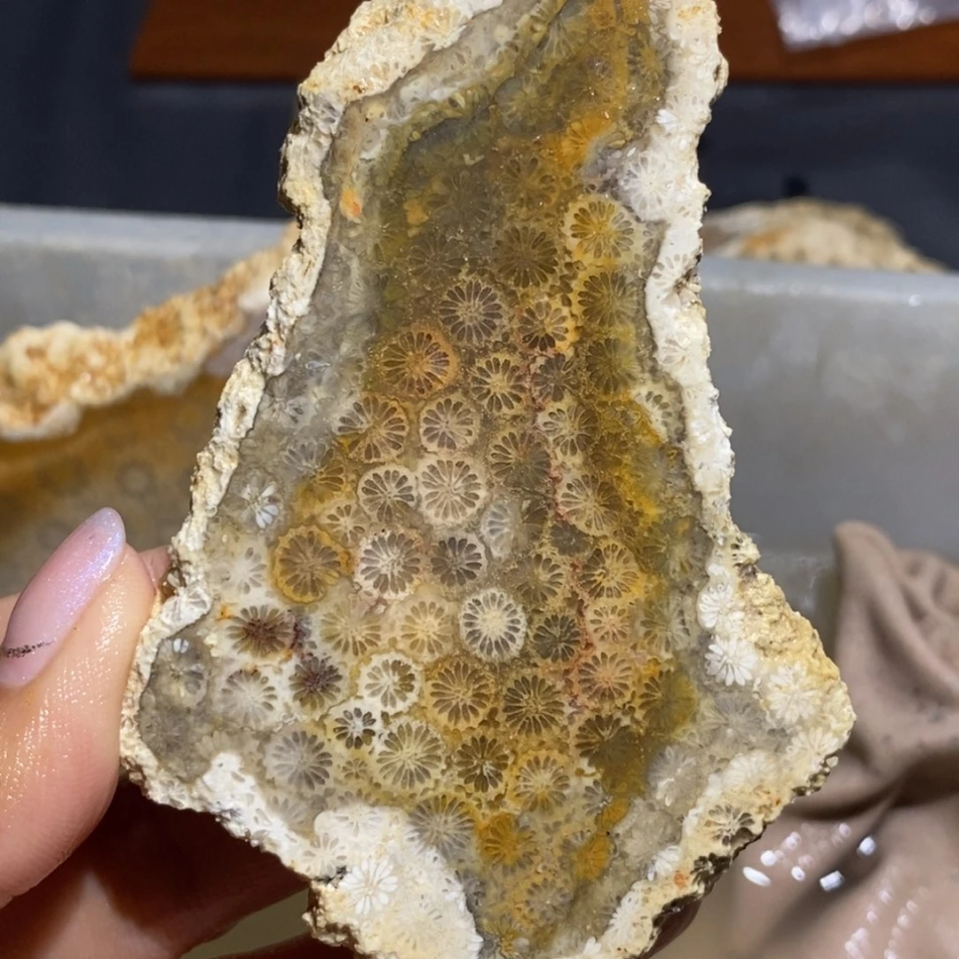 【闪购商品】未镶嵌珊瑚玉硅化玉